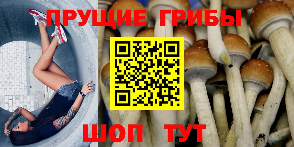 Галлюциногенные грибы Psilocybe Новый Уренгой